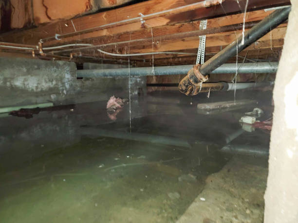 Best Water damage repair service  in Winsted, MN